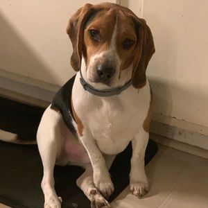 Meet your Posher, Dakota